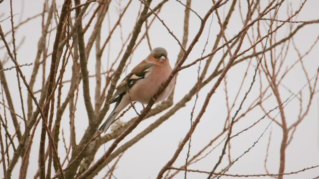 un oiseau, pinson des arbre qui chante dans un arbre au ralentie 