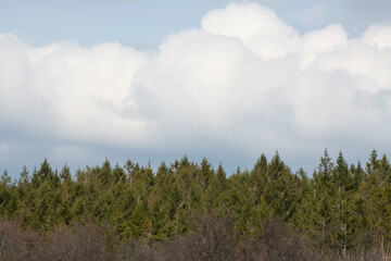 Obraz premium clouds over forest