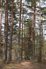 pine forest in the morning