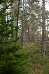Fototapeta premium footpath in the woods