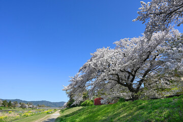 満開の桜咲く京都市賀茂川の遊歩道