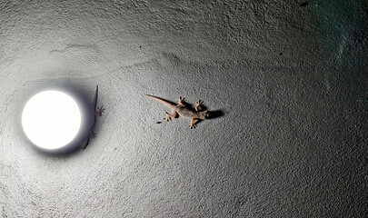 Gecko under a bright round light fixture