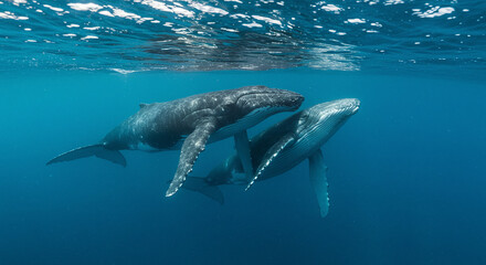 Fototapeta premium Whale Pod Swimming Underwater in Blue Ocean Depths
