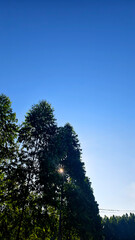 Bright Blue Sky Over Tall Green Trees