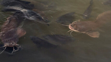 Obraz premium Catfish Swimming in Murky Water Pool