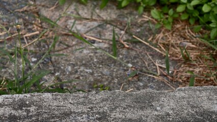 Nature's Texture on a Weathered Surface