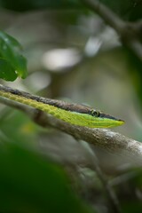 Green vine snake camouflaged in tropical foliage.