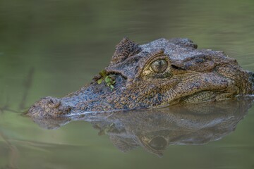 Fototapeta premium Crocodile's head in calm water close-up.