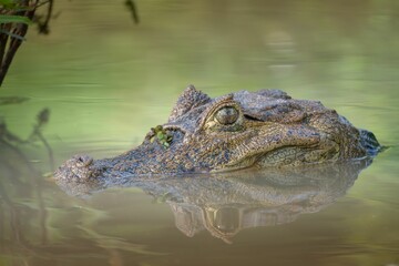 Obraz premium Crocodile submerged in water close-up.