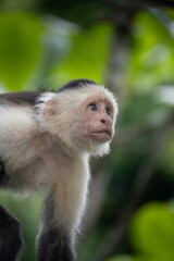 Close-up of a capuchin monkey in lush green foliage, showcasing its curious expression