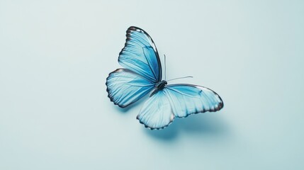 Blue Morpho Butterfly