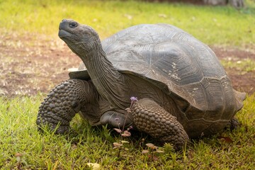 Giant Tortoise in the Galapagos Islands