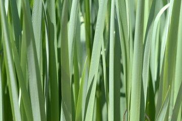 イリス・プラニフォリア　葉模様