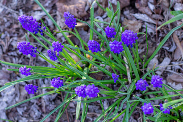 Flowers of the Armenian Muscari (Muscari armeniacum), Asparagus (Asparagaceae).
