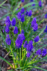 Fototapeta premium Flowers of the Armenian Muscari (Muscari armeniacum), Asparagus (Asparagaceae).