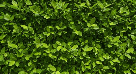 Obraz premium Green Leaves Texture Background Fresh Foliage Wall