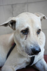 A light gray male dog is resting.
