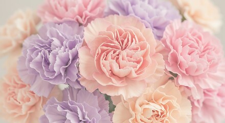 Fototapeta premium Pastel Carnation Flowers Close-up Arrangement for Floral Design