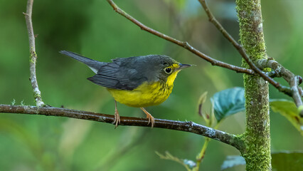 The Canada warbler is a small boreal passerine bird of the New World warbler family.