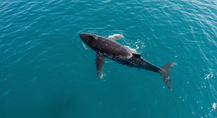 Naklejka premium Whale Swimming in Blue Ocean Water from Above