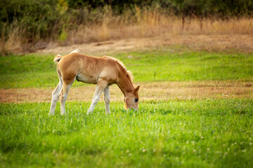 Fototapeta premium cute foal on the pasture in the evening