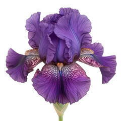 Vibrant iris bloom in garden setting nature photography close-up floral beauty serenity
