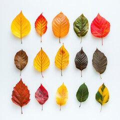 Obraz premium collection of autumn leaves