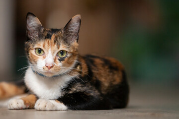 Cute cat on the floor