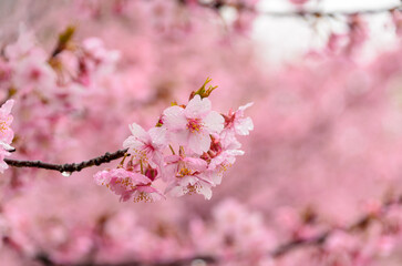 雨上がりの河津桜