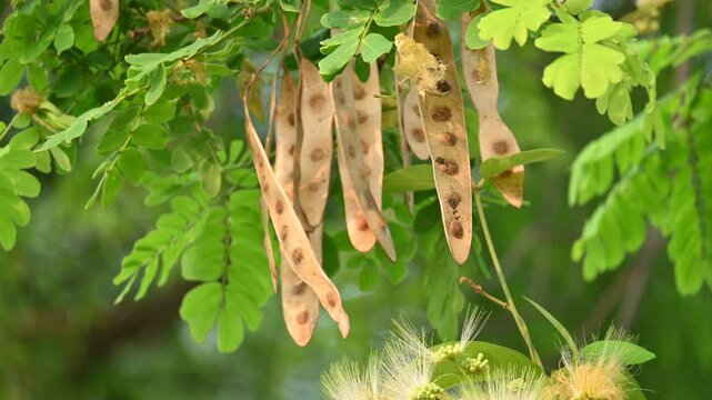 Albizia lebbeck seeds pods. Its Common names shirisha tree, siris,&nbsp;Indian siris,&nbsp;East Indian walnut,&nbsp;Broome raintree,&nbsp;lebbeck,&nbsp;lebbek tree,&nbsp;frywood, flea tree and&nbsp;woman's tongue tree.
