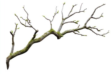 Fototapeta premium Tree branch isolated green photography.