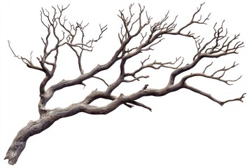 Fototapeta premium Nature tree branch isolated white illustrated.