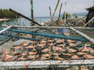 Fresh fish dried on the net in the sea village.