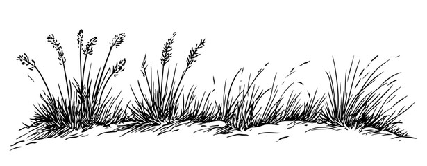 wild grass and meadow plants hand drawn vector illustration