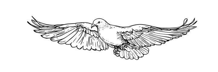 bird with open wings flying hand drawn vector illustration