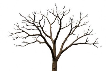 Dry and bare tree branches against a white backdrop, photography, isolation