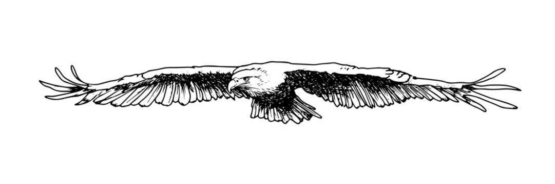 soaring eagle with wings spread hand drawn vector illustration in black and white