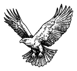 flying eagle hand drawn vector illustration in black and white