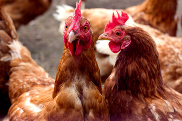 Two curious brown chickens with red combs stand out among a flock in a coop