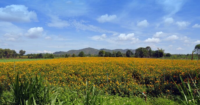 field of yellow flowers and blue sky