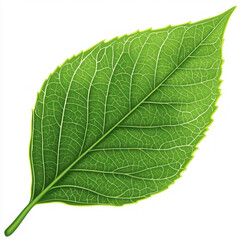 Obraz premium green leaf isolated on white background