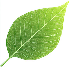 Obraz premium green leaf isolated on white background