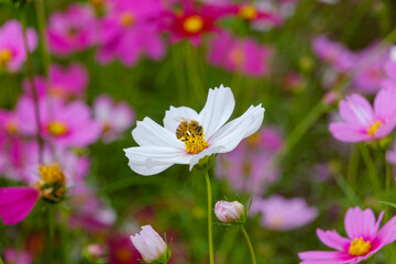 Obraz premium ミツバチと白いコスモスの共演