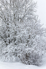 trees and bushes under snow after spring snowfall