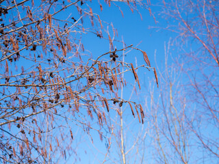 alder branches against blue sky in spring day