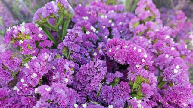 Statice flower