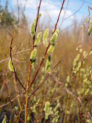 willows with green buds