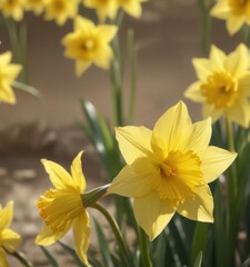 Obraz premium Close-up of glistening daffodil petals, sunny day, bright yellow , close up, macro, beautiful