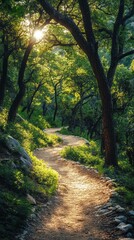 Naklejka premium A winding trail invites explorers into a vibrant forest where sunlight filters gently through the trees, illuminating the path ahead. Nature's beauty beckons outdoor enthusiasts to discover more.