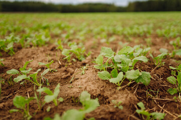 Close-up of young plants in an agricultural field. Green shoots are breaking through the fertile...